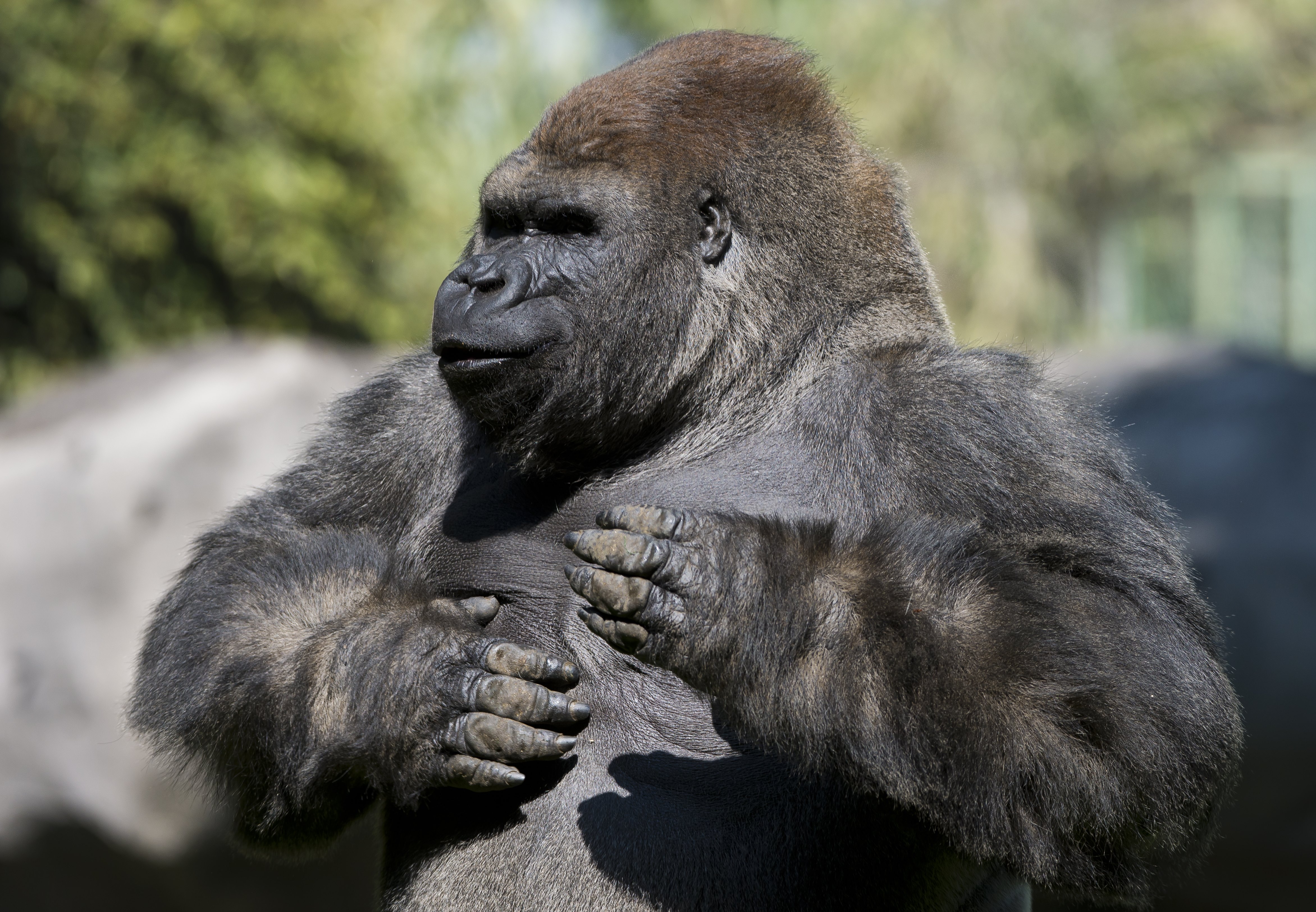 biggest silverback gorilla