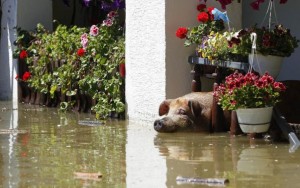 A pig waits to be rescued during heavy floods in Vojskova, May 19, 2014. More than a quarter of Bosnia's four million people have been affected by the worst floods to hit the Balkans in more than a century, the government said on Monday, warning of "terrifying" destruction comparable to the country's 1992-95 war. REUTERS/Srdjan Zivulovic 