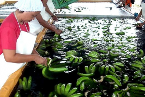 Banana - courtesy BPI-ARMM