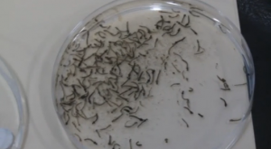 A photo of the Aedes aegypti mosquito larvae. (Courtesy CCTV/Photo grabbed from China Central Television)