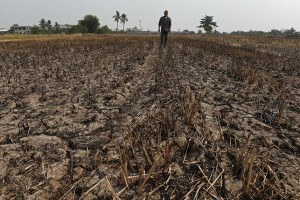 This picture taken on March 23, 2016 shows a farmer walking at his drought-hit rice field in Nonthaburi province outside Bangkok. Thailand has long served as one of the globe's biggest rice bowls, but a growing water shortage is now pushing the country to move away from the grain that dominates its fields and has defined a way of life for generations. / AFP / CHRISTOPHE ARCHAMBAULT