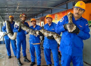 This handout picture taken on April  7, 2016 and released by the Malaysia Civil Defence Department shows members of the Malaysias Civil Defence Force posing for pictures with a python that was caught near a tree at a construction site in Penang, outside Kuala Lumpur.   One of the longest snakes captured in Malaysia died after laying an egg, authorities told AFP on April 12. / AFP PHOTO / Malaysia Civil Defence Departmen / MALAYSIA CIVIL DEFENCE DEPARTMENT