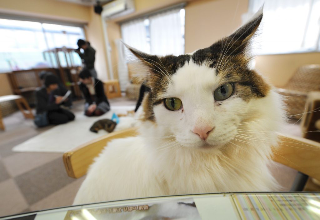 To go with Japan-animals-cafe by Kyoko Hasegawa Japanese youths fondle cats at a 'cat cafe' in Tokyo on February 23, 2012. As Japan introduces stricter rules on animal rights this year, "cat cafes" where stressed customers can stroke fluffy furs complain it could destroy their business while doing little to protect animals. AFP PHOTO/Toru YAMANAKA / AFP PHOTO / TORU YAMANAKA