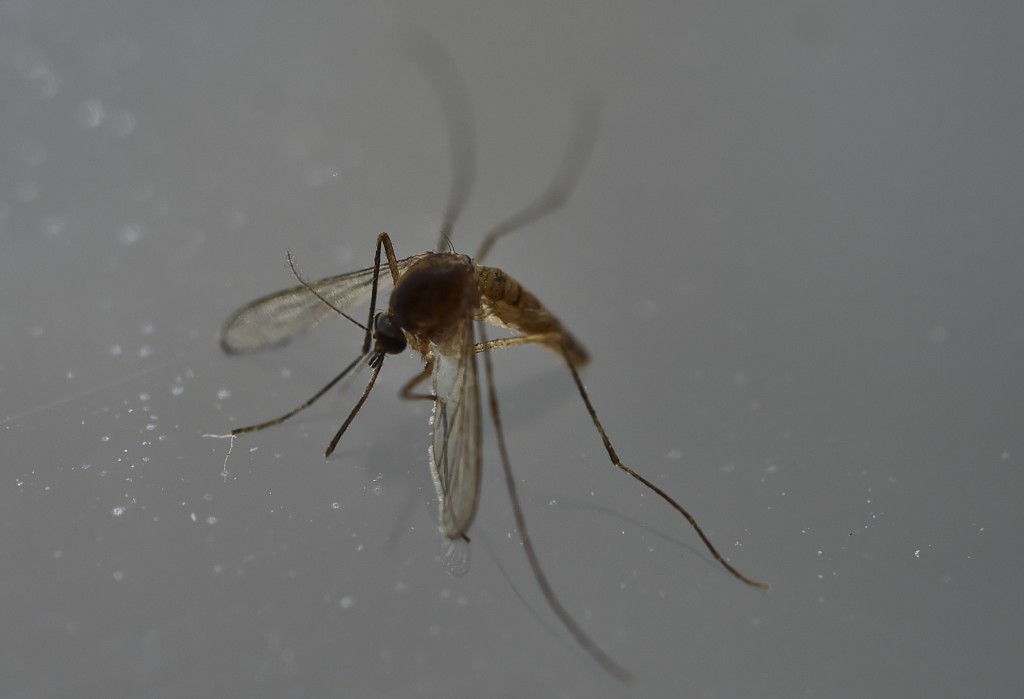 View of a mosquito in Mexico City on May 7, 2016.  Researchers have recently discovered the Zika virus in a second mosquito species known as the "Asian Tiger" mosquito, (formally named Aedes albopictus). The species stretches much further north into the United States than the previously known Zika carrying Aedes aegypti species, as stated in the April 21 "Zika - Epidemiological Update" report issued by Pan American Health Organization and the World Health Organization..  / AFP PHOTO / YURI CORTEZ