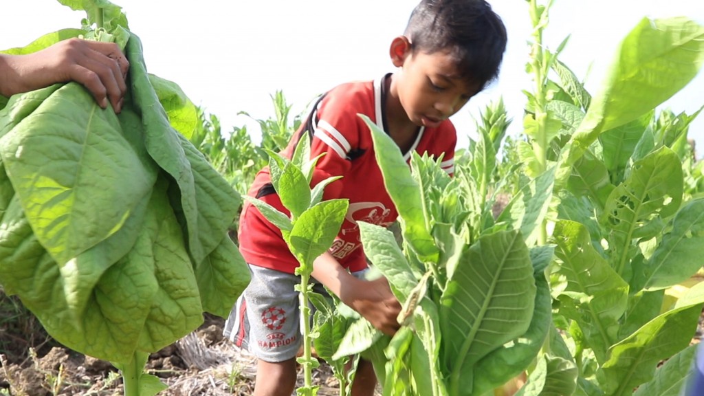 This handout picture released by Human Rights Watch and taken on August 23, 2015 shows a 10-year-old boy harvesting tobacco on a farm near Sampang, East Java.  / AFP PHOTO / HUMAN RIGHTS WATCH / STR / - EDITORS NOTE - RESTRICTED TO EDITORIAL USE - MANDATORY CREDIT "AFP PHOTO / HUMAN RIGHTS WATCH " - NO MARKETING NO ADVERTISING CAMPAIGNS - DISTRIBUTED AS A SERVICE TO CLIENTS - NO ARCHIVES