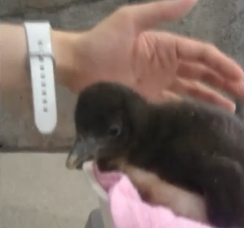 Japan has succeeded in producing the world's first penguin conceived through artificial insemination, a development that many hope will preserve the endangered species. (Photo grabbed from video provided by Osaka Aquarium Kaiyukan to Reuters/ Courtesy Osaka Aquarium Kaiyukan)