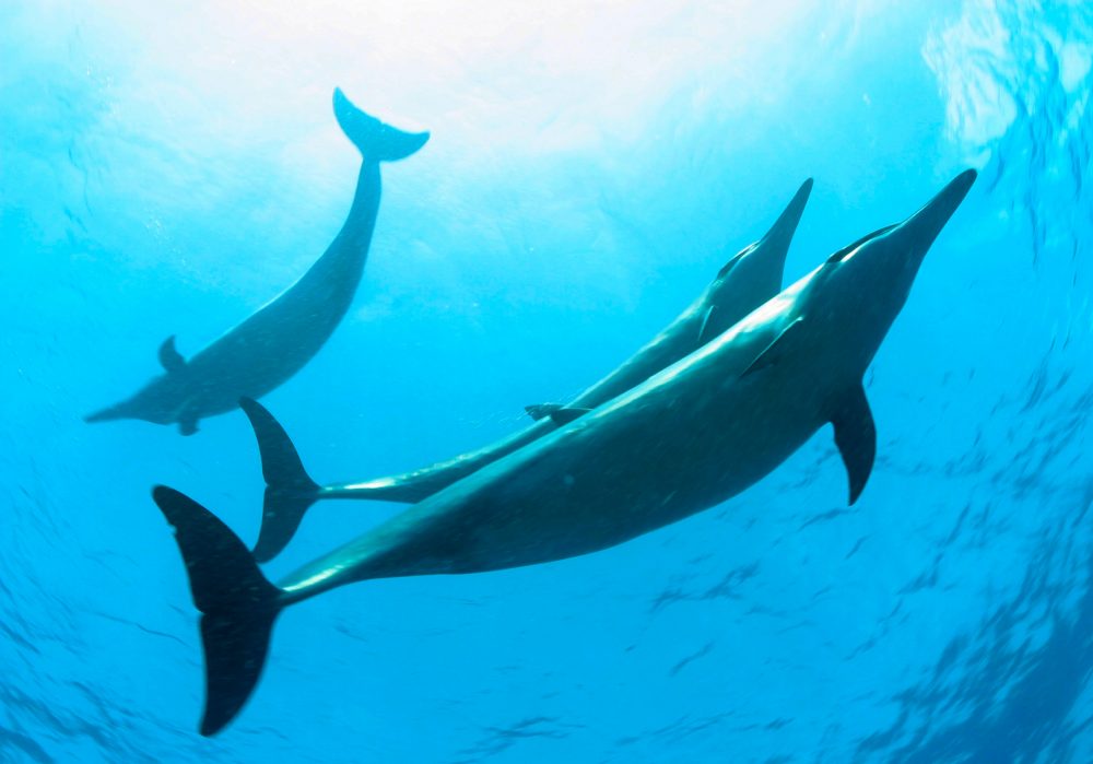 Us Government Seeks Ban On Swimming With Hawaii Dolphins