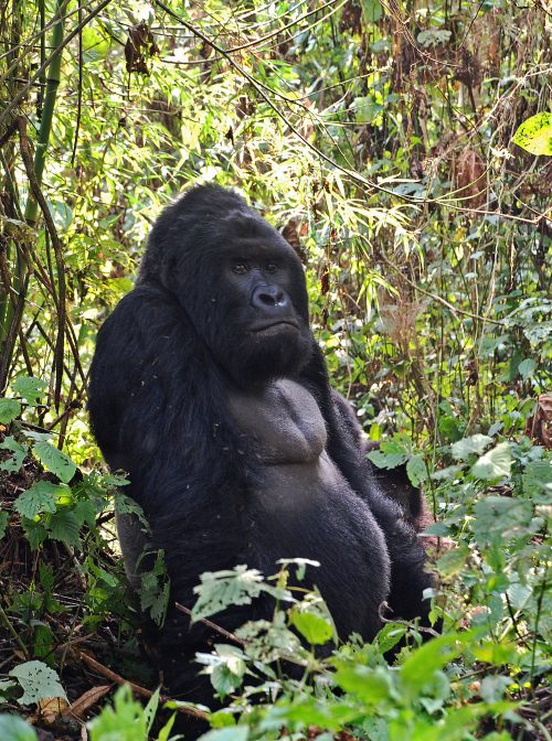 gregory gorilla large