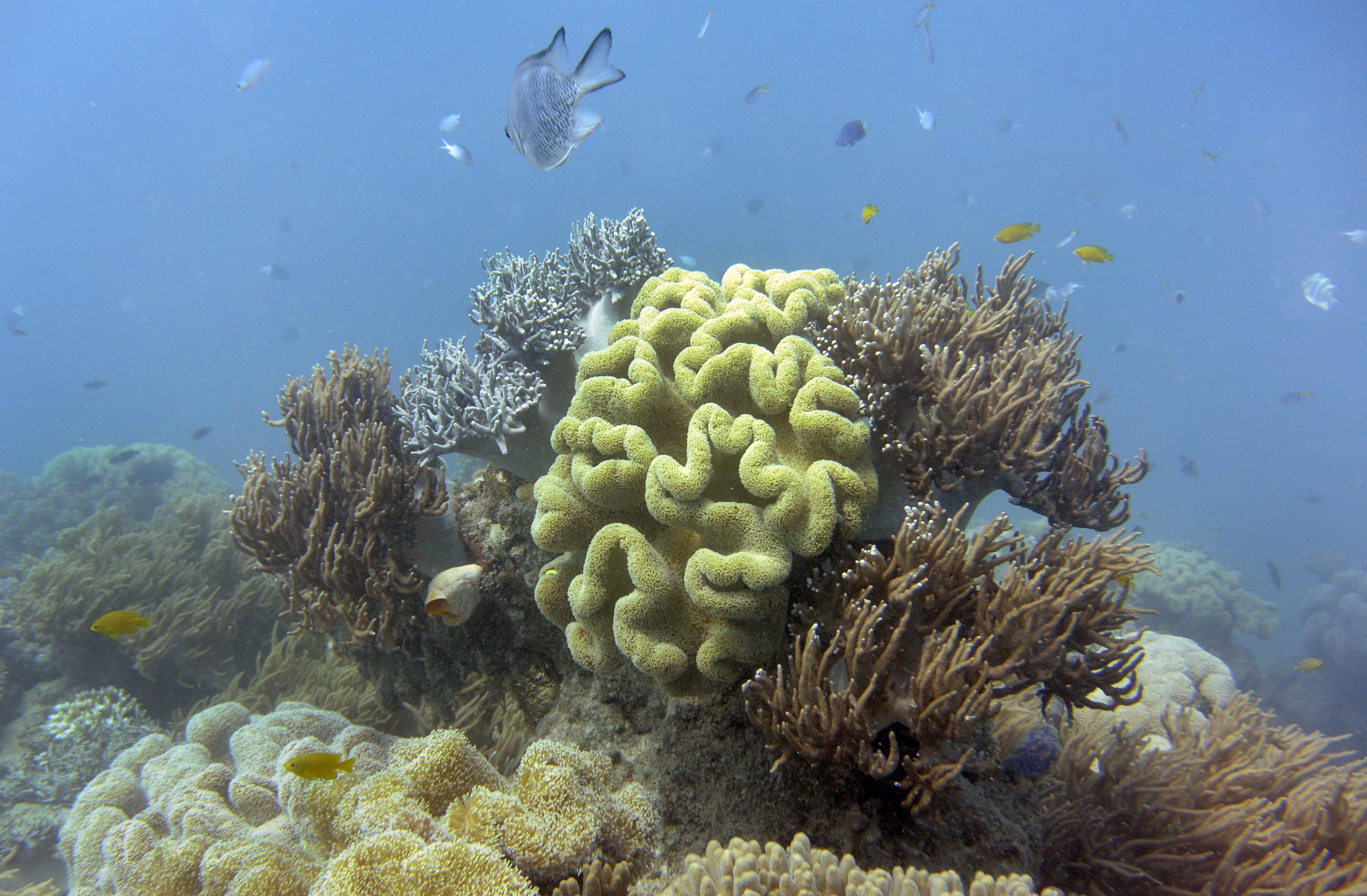 A photo taken on September 22, 2014, shows fish swimming through the coral on Australia's Great Barrier Reef. The 2,300-kilometre-long reef contributes AUS$5.4 billion (US$4.8 billion) annually to the Australian economy through tourism, fishing, and scientific research, while supporting 67,000 jobs, according to government data. According to an Australian government report in August, the outlook for the Earth's largest living structure is "poor", with climate change posing the most serious threat to the extensive coral reef ecosystem. AFP PHOTO/William WEST / AFP PHOTO / WILLIAM WEST