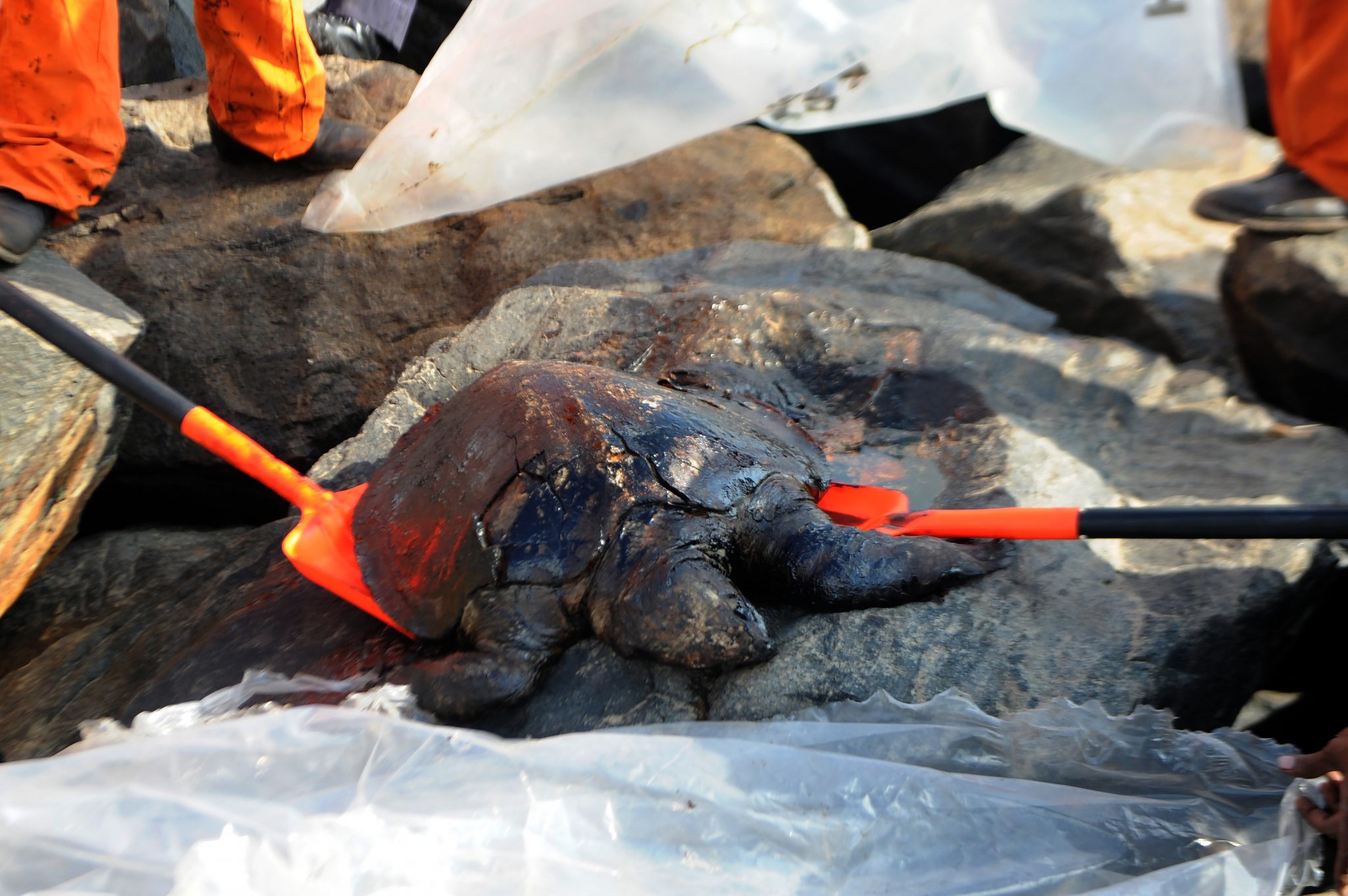 Members of the Pollution Response Team lift the body of an oil-covered turtle from boulders at the coast, a day after an oil tanker and an LPG tanker collided off Kamarajar Port in Ennore, in Chennai on January 30, 2017. / AFP PHOTO / Arun SANKAR