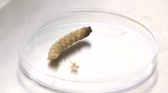 Scientists say a crop-ravaging caterpillar, called the armyworm, is eating its way across Africa and could reach tropical Asia and the Mediterranean in the next few years.(photo grabbed from Reuters video)