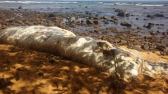 A huge sea creature, believed to be a sea cow, surprises locals in the Philippines(photo grabbed from Reuters video)