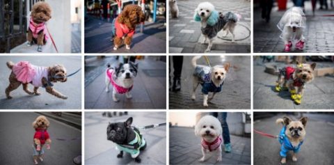 (COMBO) This combination of images taken over a period from November 2016 to March 2017 shows dogs dressed in clothing on the streets of Shanghai.  Poodles in pink dresses, Pekinese wearing shirts, a Pomeranian in sneakers and a raincoat -- the sidewalks of Shanghai can sometimes seem like catwalks gone to the dogs.  / AFP PHOTO / Johannes EISELE