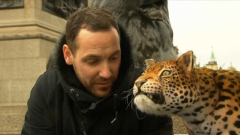 An animatronic leopard is spotted in London's Trafalgar Square, in a bid to highlight the plight of the species.(photo grabbed from Reuters video)