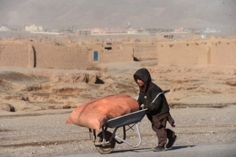 An Afghan boy pushes a wheelbarrow as he transports firewood along a roadside on the outskirts of Herat on February 5, 2017. / AFP PHOTO / AREF KARIMI