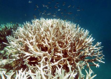 An undated handout photo taken by Bette Willis and released ARC Centre of Excellence for Coral Reef Studies on April 10, 2017 shows a bleaching on a coral reef in Great Barrier Reef.  Coral has been bleached for two consecutive years by warming sea temperatures on Australia's Great Barrier Reef with "zero prospect" of recovery, scientists said on April 10, 2017, blaming climate change for the large-scale destruction. / AFP PHOTO / ARC Centre of Excellence for Coral Reef Studies / Nette WILLIS / --EDITORS NOTE--- RESTRICTED TO EDITORIAL USE - MANDATORY CREDIT "AFP PHOTO / ED ROBERTS / ARC CENTER OF EXCELLENCE FOR CORAL REEF STUDIES" - NO MARKETING NO ADVERTISING CAMPAIGNS - DISTRIBUTED AS A SERVICE TO CLIENTS- NO ARCHIVES