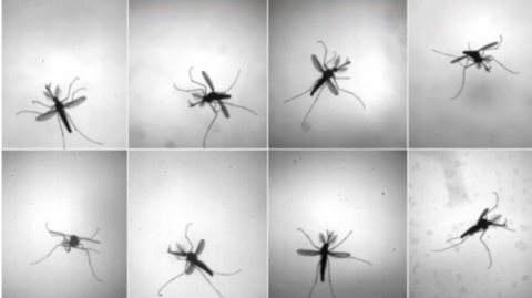 A new study sheds light on how mosquitoes manage to fly breaking all the norms of flapping wings, and could inspire future aerodynamic innovations, including micro-scale flying tech.(photo grabbed from Reuters video)