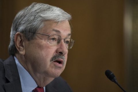 Iowa Governor Terry Branstad testifies before the Senate Foreign Relations Committee on his nomination to be ambassador to China, on Capitol Hil,l in Washington, DC, on May 2, 2017. / AFP PHOTO / JIM WATSON