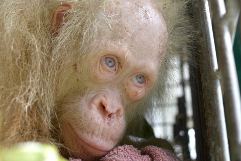 This handout picture taken on April 30, 2017 and released by the Borneo Orangutan Survival Foundation shows an albino orangutan which was saved from villagers who had been keeping her in a cage, on Borneo island. The public are being asked to name a rare albino orangutan rescued in the Indonesian part of Borneo island, with conservationists saying she has become an "ambassador" for the threatened species. / AFP PHOTO / BORNEO ORANGUTAN SURVIVAL FOUNDATION / HANDOUT / RESTRICTED TO EDITORIAL USE - MANDATORY CREDIT "AFP PHOTO / BORNEO ORANGUTAN SURVIVAL FOUNDATION" - NO MARKETING NO ADVERTISING CAMPAIGNS - DISTRIBUTED AS A SERVICE TO CLIENTS