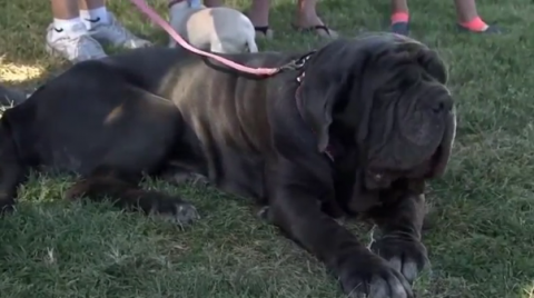 The winner of the 2017 annual Ugliest Dog Contest in Petaluma, California, was a far cry from its previous predecessors.(photo grabbed from Reuters video)