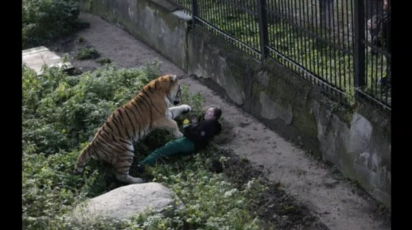 Siberian tiger attacks zoo keeper in Russia's Kaliningrad